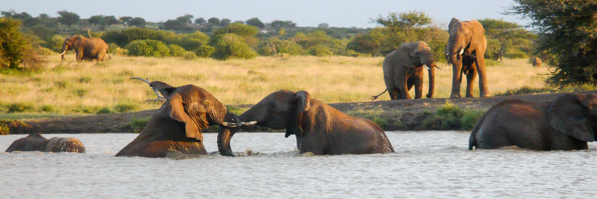 elephantstumaren