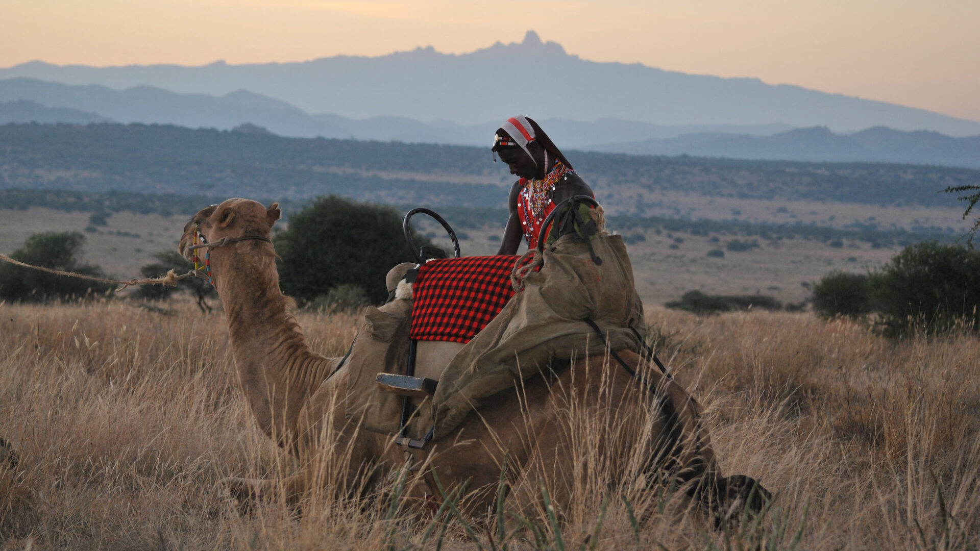 walkingcamels