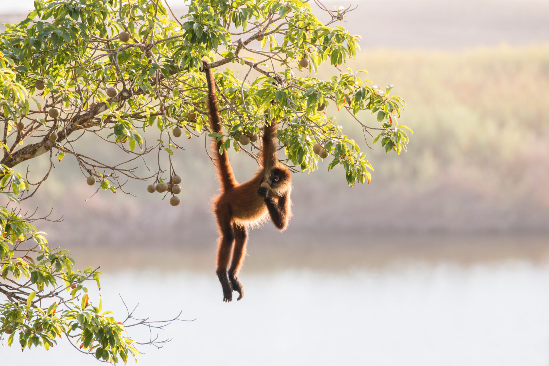 spider monkey feeding over the lagoon, Osa Peninsula, Costa Rica